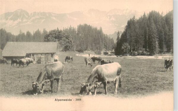 Landwirtschaft Alpenweide Kuhe