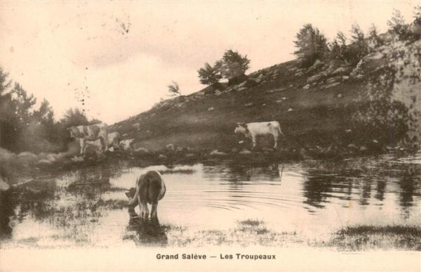 Landwirtschaft Grand Saleve Les Troupeaux Kuhe