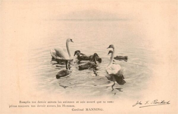 Schwan Swan Cygne Manning Albert Kuendig