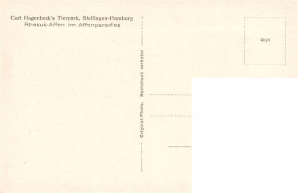 Zoo Gardin Zoologique-- Carl Hagenbecks Stellingen-Hamburg Rhesus-Affen im Affen – Bild 2