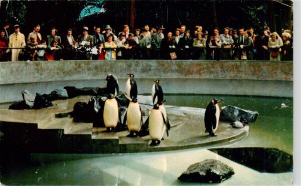 Zoo Gardin Zoologique-- Penguins in Stanley Park zoo Vancouver