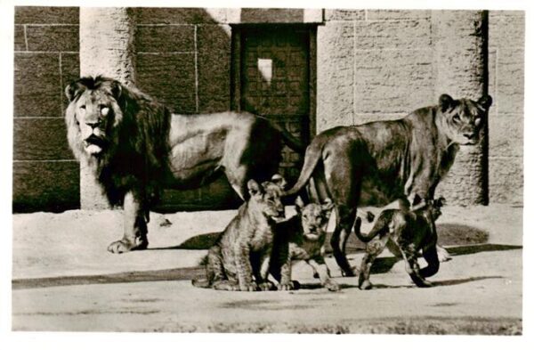 Zoo Gardin Zoologique-- Muenchner Tierpark Hellabrunr. Loewenfamilie