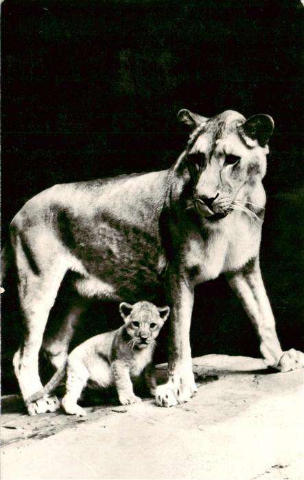 Loewe Lion-- Budapesti Allat es Noevenykert Baby