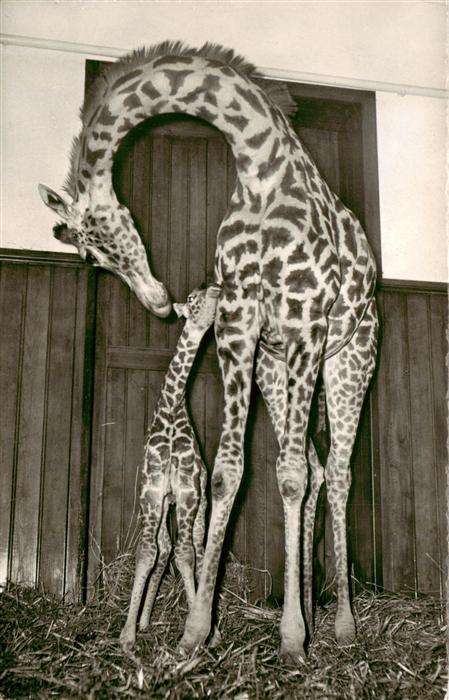 Giraffe Basel Giraffenkind Baschi Mutter Susi