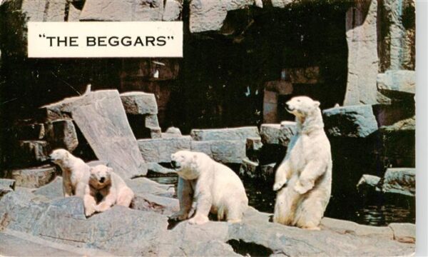 Zoo Gardin Zoologique-- The Beggars polar Bears at the Brookfield Chicago