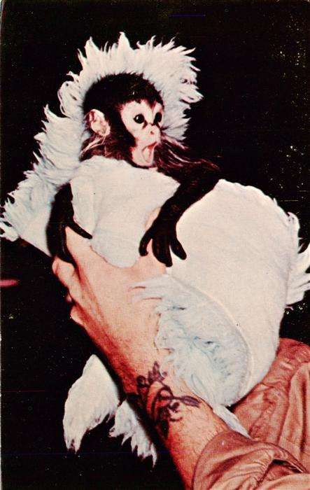 Affen Baby Spider Monkey Fiver Milwaukee