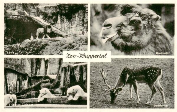 Zoo Gardin Zoologique-- Wuppertal Dromedar Damhirsch Eisberen Loewe