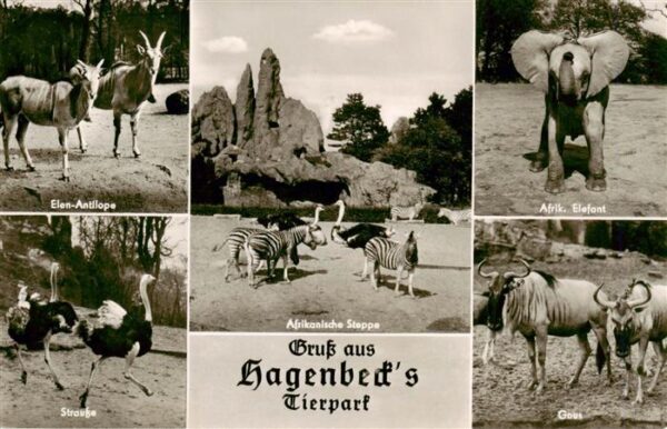 Zoo Gardin Zoologique-- Carl hagenbecks Hamburger-Stellingen Strausse Afrikanisc