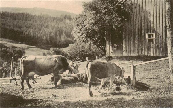Landwirtschaft Kuehe Appenzellerbild