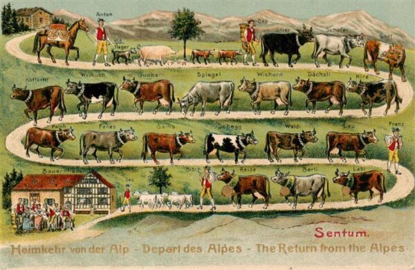 Landwirtschaft Heimkehr Litho Kuehe Sentum