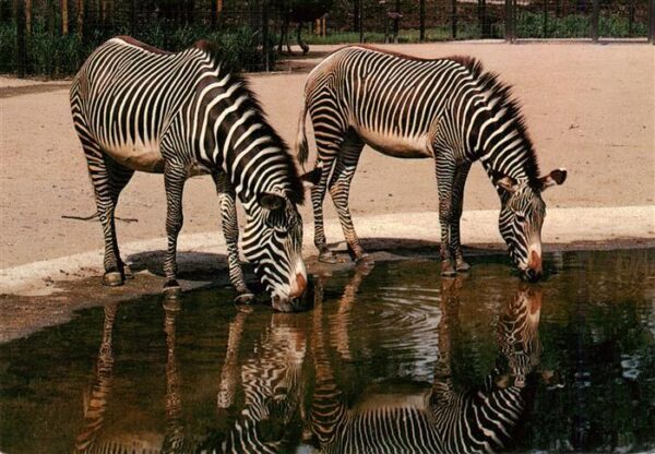 Zebra Stuttgart Bad Cannstatt Wilhelma Grevy-Zebra