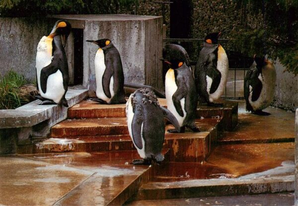 Pinguin Stuttgart Bad Cannstatt Wilhelma Koenigspinguin