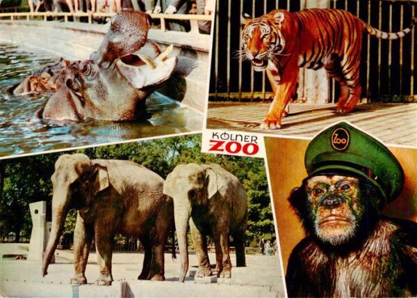 Zoo Gardin Zoologique-- Koeln Nilpferd Koenigstieger Elefanten Schimpanse Jacki