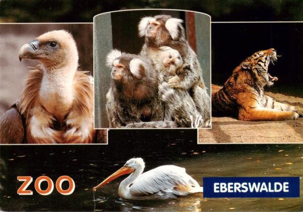 Zoo Gardin Zoologique-- Eberswalde Gaensegeier Weissbueschelaeffchen Krauskopfpe