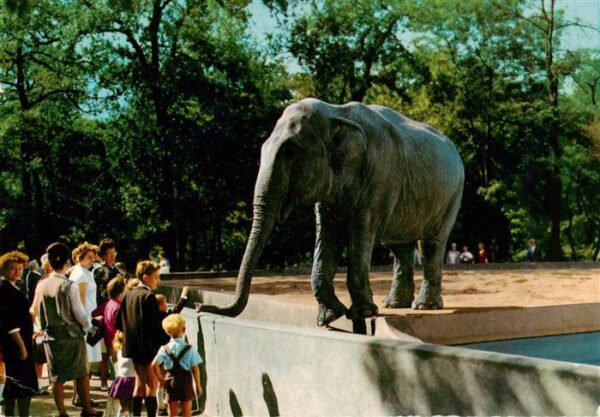 Elefant Ruhr-Zoo Gelsenkirchen