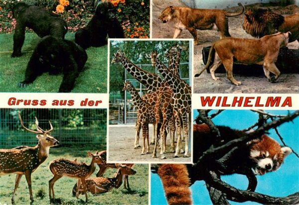Zoo Gardin Zoologique-- Bad Cannstatt Wilhelma Gorilla Loewen Axishirsche Kleine