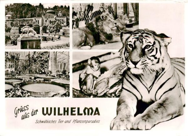 Zoo Gardin Zoologique-- Stuttgart-Bad Cannstatt Wilhelma Tieger Loewe Affe