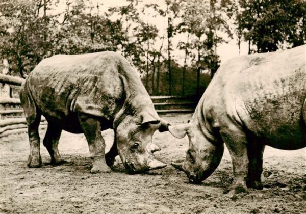 Nashorn Tierpark Berlin Spitzmaulnashoerner