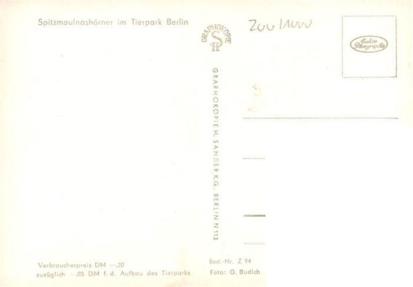 Nashorn Tierpark Berlin Spitzmaulnashoerner – Bild 2