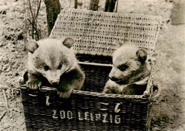 Zoo Gardin Zoologique-- Leipzig Junge Braunbaeren