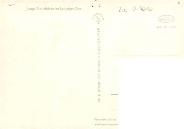 Zoo Gardin Zoologique-- Leipzig Junge Braunbaeren – Bild 2