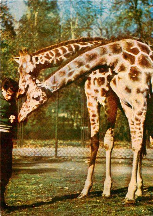 Zoo Gardin Zoologique-- Dresden Netzgiraffen