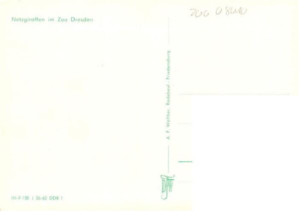 Zoo Gardin Zoologique-- Dresden Netzgiraffen – Bild 2