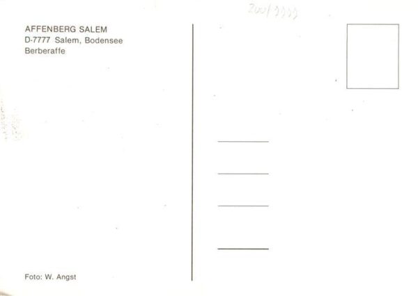 Affen Salem Bodensee Berberaffe – Bild 2