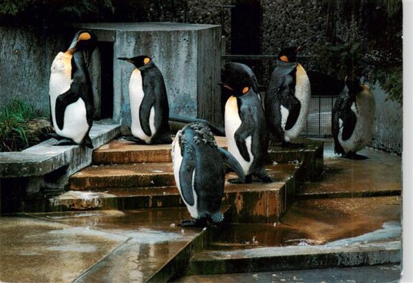 Pinguin Stuttgart-Bad Cannstatt Wilhelma Koenigspinguin