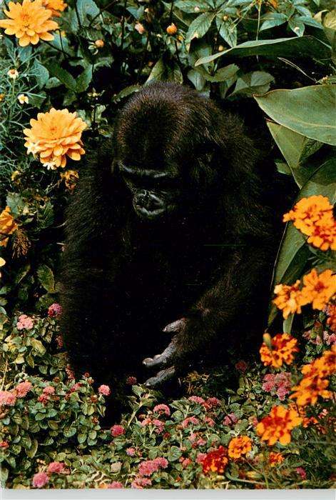 Zoo Gardin Zoologique-- Bad Cannstatt Wilhelma Gorilla