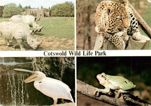 Zoo Gardin Zoologique-- Cotswold Wild Life Park Leopard Pelican Frog Burford Oxf