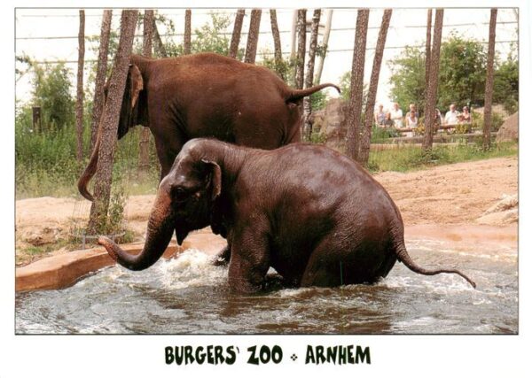 Elefant Burgers Zoo Arnhem Holland