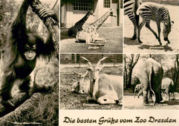 Zoo Gardin Zoologique-- Dresden Giraffen Elefanten Zebras Orang-Utan Robin