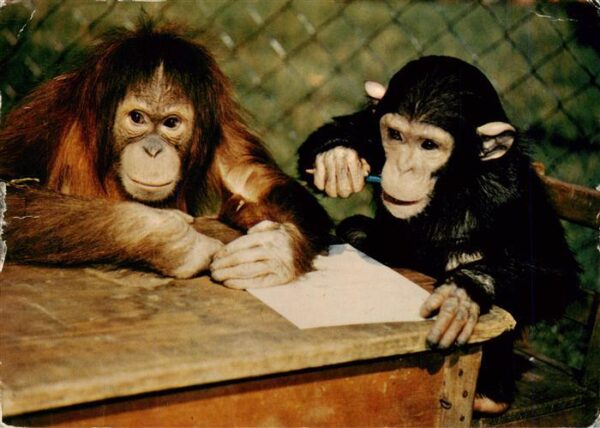 Zoo Gardin Zoologique-- Berlin Orang Utan Schimpanse