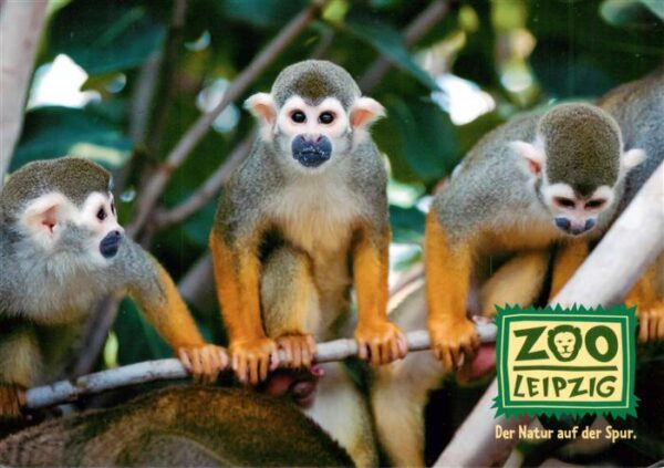 Zoo Gardin Zoologique-- Leipzig Totenkopfaffen Lausejungs