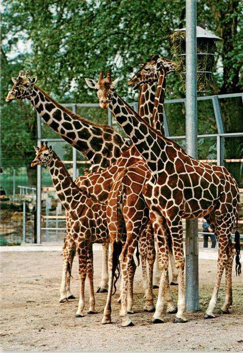 Giraffe Stuttgart-Bad Cannstatt Wilhelma