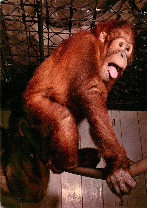 Zoo Gardin Zoologique-- Wilhelma Bad Cannstatt Orang-Utan