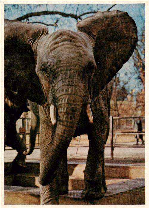 Elefant Wilhelma Stuttgart Bad Cannstatt