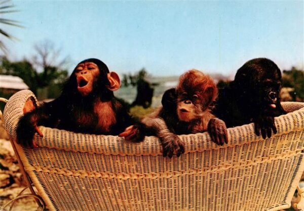 Zoo Gardin Zoologique-- Stuttgart Bad Cannstatt Wilhelma Gorilla Orang Utan Schi