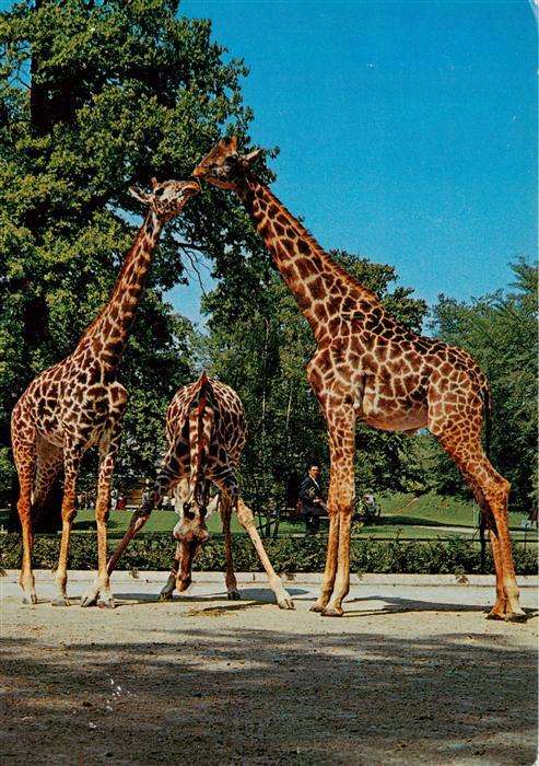 Giraffe Zoologischer Garten Hannover