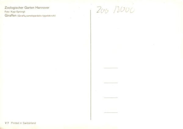 Giraffe Zoologischer Garten Hannover – Bild 2
