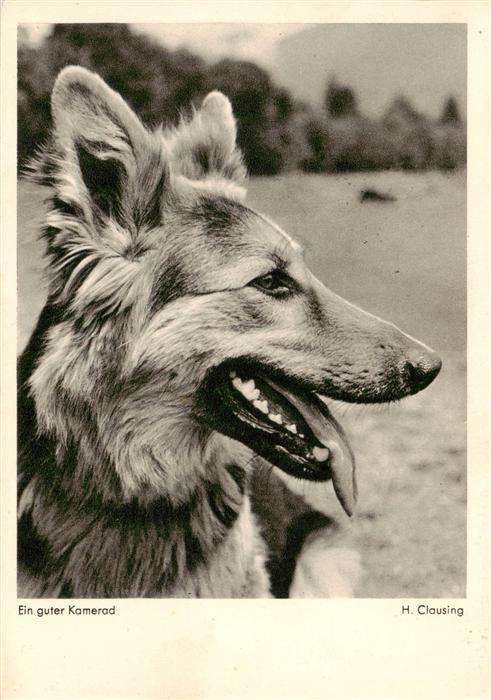 German Shepard Schaeferhund Deutscher-- Kamerad H. Clausing