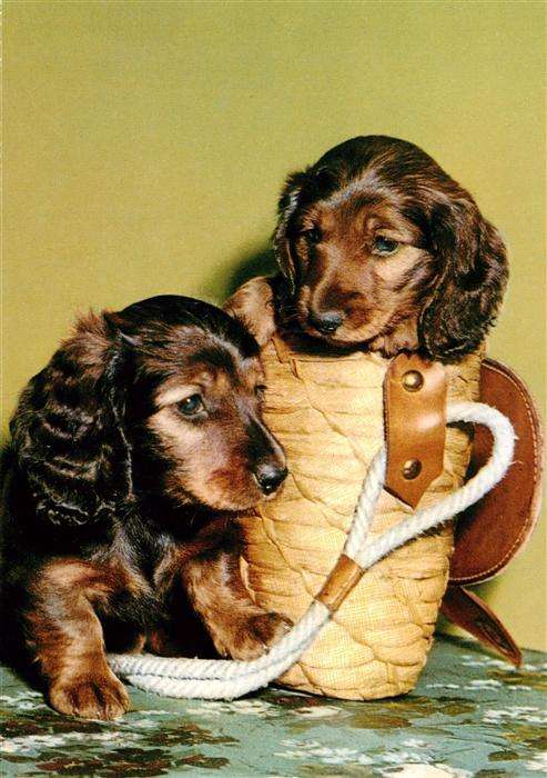 Dackel Dachshund Teckel Hunde dogs Chiens Cani Korb
