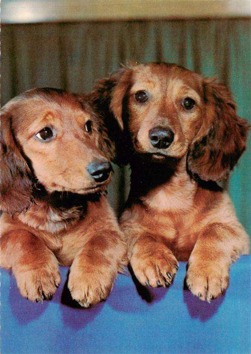 Dackel Dachshund Teckel Hunde dogs Chiens Cani zwei Hunde