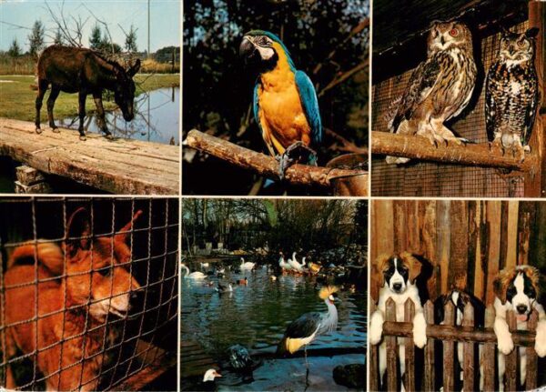 Eulen Owl Hibou Chouettes-- Moenchaltort Greifensee Esel Ara Uhu Dingo Kronenkra