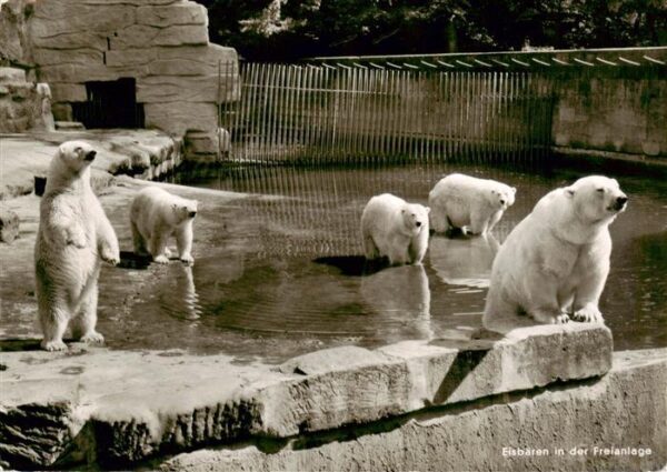 Eisbaer Icebear Ours Polaire Nuernberg Tiergarten