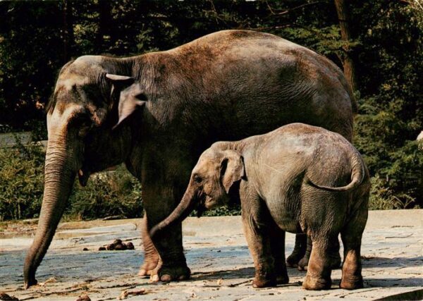Elefant Zoo Zuerich Indischer