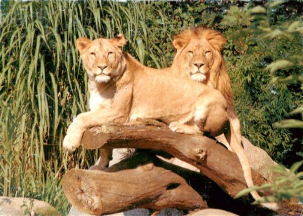 Loewe Lion-- Karlsruhe