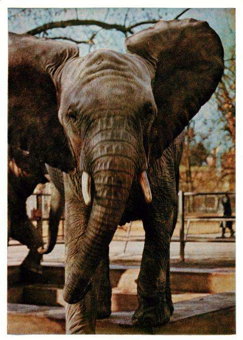 Elefant Wilhelma Stuttgart Bad Cannstatt