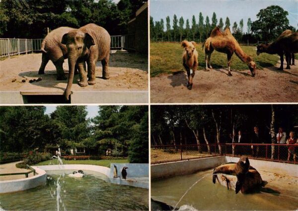 Zoo Gardin Zoologique-- Jaderberger Tiergarten Privat Elefant See Elefant Pingui